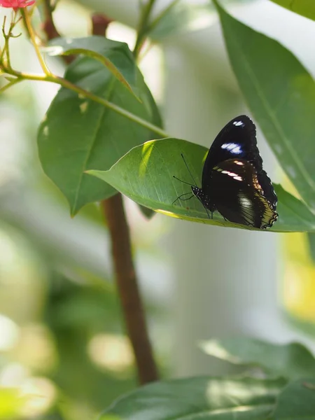 Black Butterfly flying on the green leaves nature animal insect