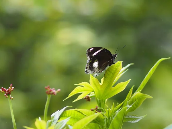 Schwarzer Schmetterling Fliegt Auf Die Grünen Blätter Natur Tier Insekt — Stockfoto