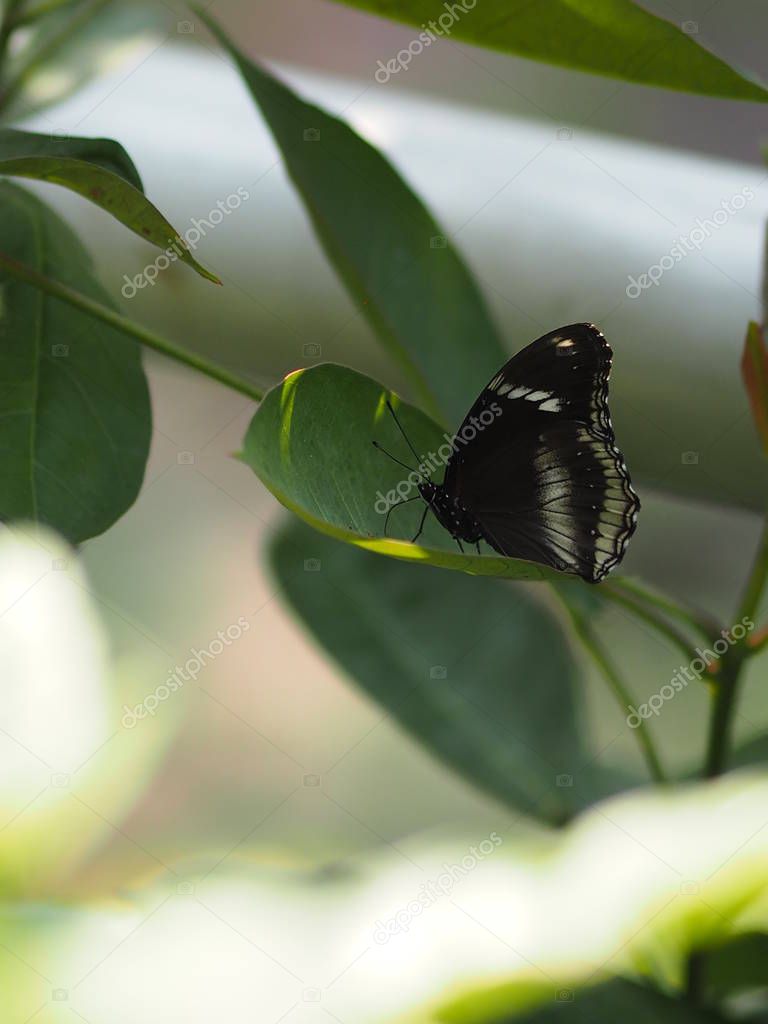  Black Butterfly flying on the green leaves nature animal insect