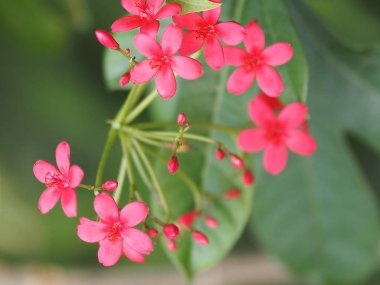 bulanıklık kırmızı çiçek arka plan güzel doğa 