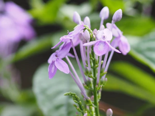 Purple Flower Blur Background Beautiful Nature — Stock Photo, Image