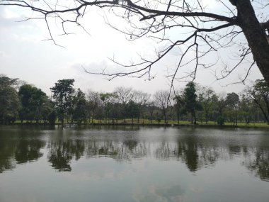 Su göl ortamı park doğa arka plan doğa gölge ve gölge ağacı ayna yansıtacak 