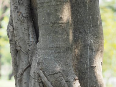 doku yüzey büyük ağaç gövdesi içinde park kaba cilt kabuğu