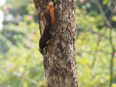 Ağaç gövdesinde sincap tırmanıyor