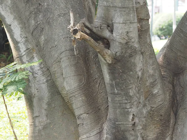 公園肌荒れ皮テクスチャ表面の大きな木の幹 — ストック写真