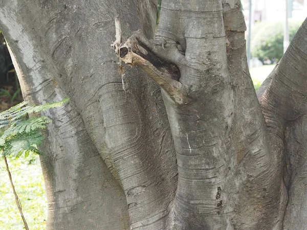 Superficie Della Struttura Grande Tronco Albero Nel Parco Corteccia Ruvida — Foto Stock