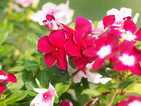 Pembe Beyaz Çiçek Bulanıklık Geçmiş Teresi Madagasca Rose Salyangozu Catharanthus — Stok fotoğraf