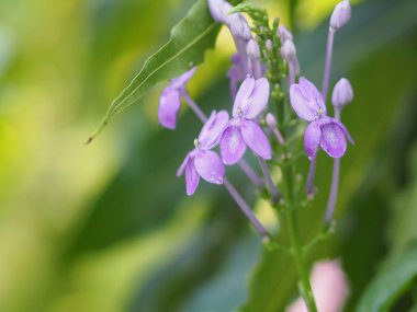bulanıklık mor çiçek arka plan güzel doğa