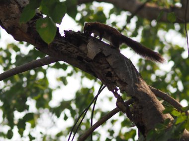 bulanıklık mor çiçek arka plan güzel doğa