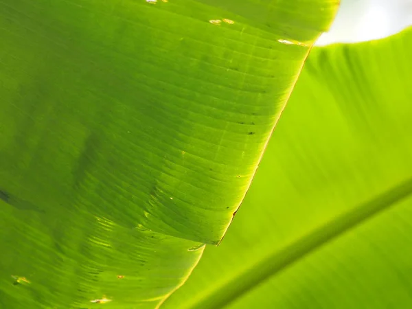 Muz Yaprak Yeşil Alan Arka Plan Yazmak Için Bırakır — Stok fotoğraf
