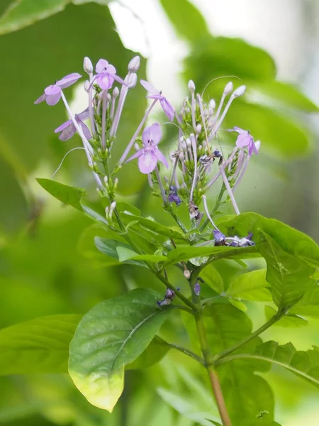 Flor Púrpura Sobre Fondo Borroso Hermosa Naturaleza —  Fotos de Stock