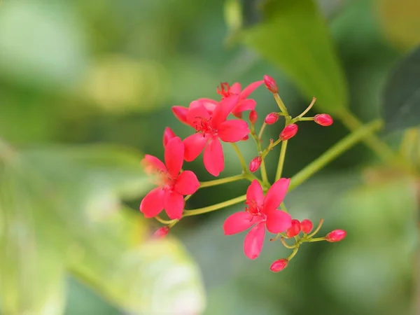 Rote Blume Auf Verschwommenem Hintergrund Schöne Natur — Stockfoto