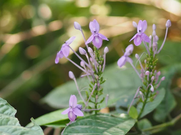 Purple Flower Blur Background Beautiful Nature — Stock Photo, Image