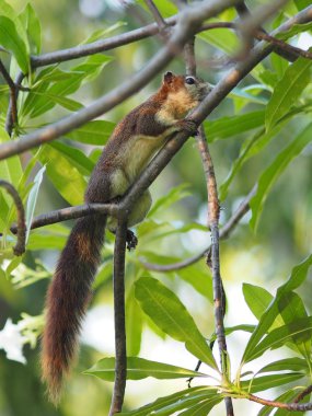 Şube Frangipani ağaç kemirgen hayvan sincap tırmanıyor