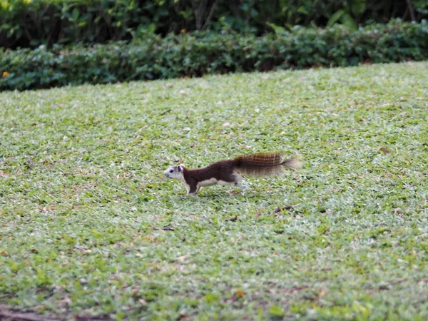 Mókus Füvön Park Rágcsáló Állat — Stock Fotó