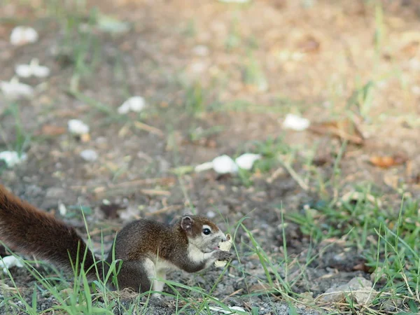 परत — स्टॉक फोटो, इमेज