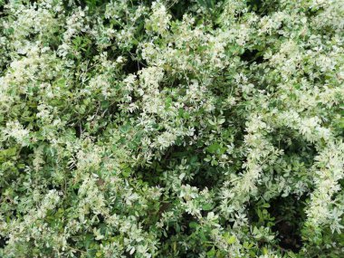 Yeşil çalı bitki arka plan