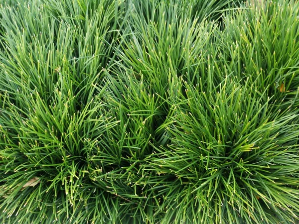 低木ブッシュ草緑パターン 背景の自然豊かな葉の茂み — ストック写真