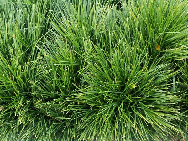 低木ブッシュ草緑パターン 背景の自然豊かな葉の茂み — ストック写真