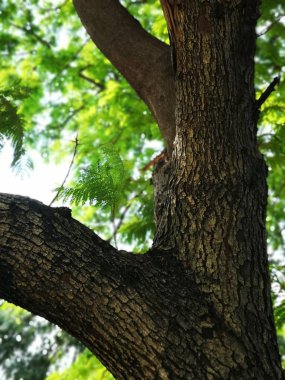 Sert ahşap doku gövde ağacı