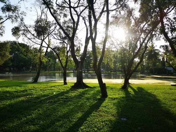 Lagoa Árvore Grama Parque — Fotografia de Stock