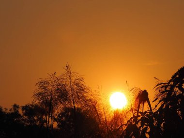 Sunrise ormanın gölgesi arkasında