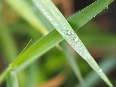 Çimenlerin üzerinde su damlaları çiy arka plan bulanıklık