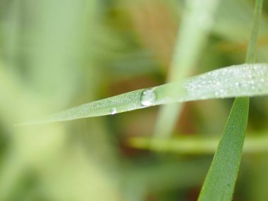 Çimenlerin üzerinde su damlaları çiy arka plan bulanıklık