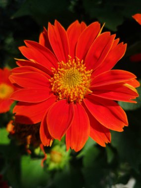 Kırmızı gerbera çiçek güller 