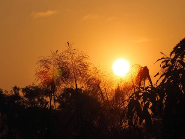 Sunrise ormanın gölgesi arkasında 