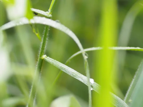 草の上の露水滴が背景のぼかし — ストック写真
