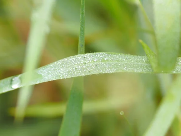 Gotas Orvalho Água Grama Desfoque Fundo — Fotografia de Stock