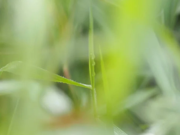 草の上の露水滴が背景のぼかし — ストック写真