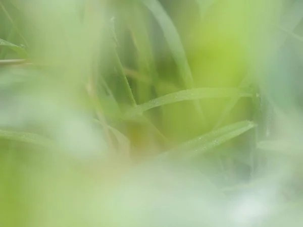 草の上の露水滴が背景のぼかし — ストック写真