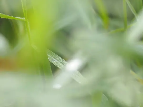 草の上の露水滴が背景のぼかし — ストック写真