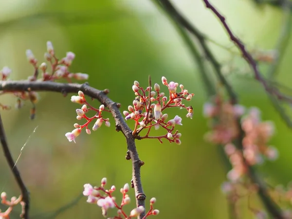 Rosa Blume Averrhoa Carambola Star Frucht Magnoliophyta — Stockfoto