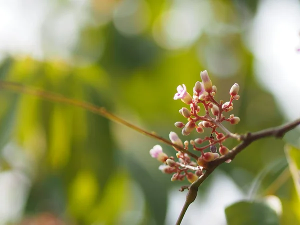 Rose Fleur Averrhoa Carambola Étoile Fruit Magnoliophyta — Photo