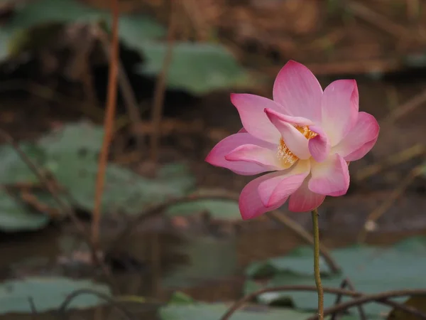 Flor Rosa Loto Varilla Dura Levantada Sobre Agua — Foto de Stock