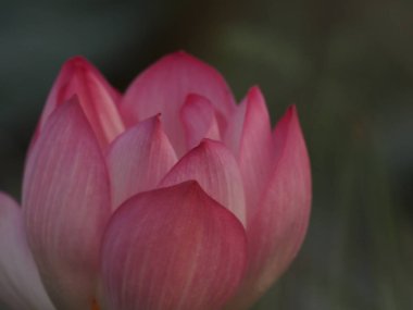 Bir sivri uç ile Lotus Pembe çiçek yaprakları geniş yaprakları içe içe doğru kavisli 