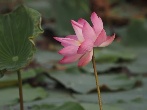 Lotus Pink Flower Hard Rod Raised Water — Stock Photo, Image