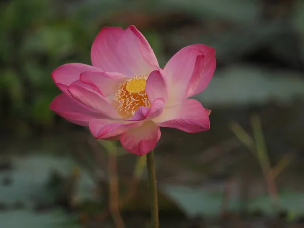 Flor Loto Rosa Varilla Dura Levantada Sobre Agua Los Tallos — Foto de Stock