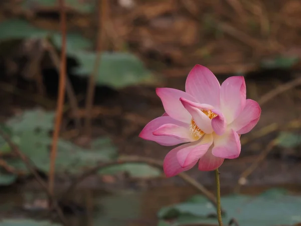 Flor Loto Rosa Varilla Dura Levantada Sobre Agua Los Tallos — Foto de Stock