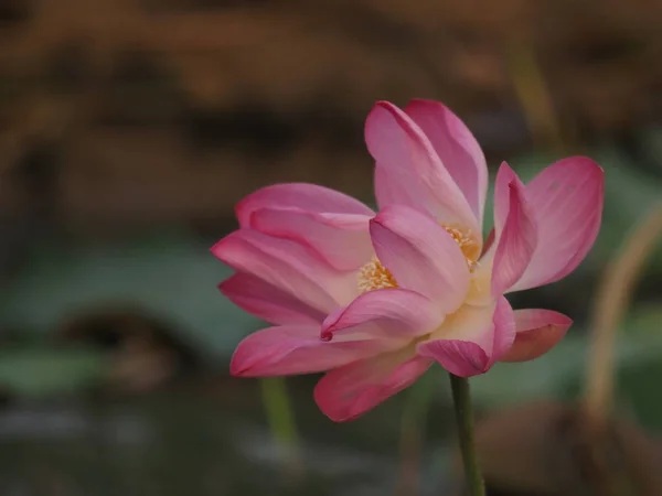 Lotus Rosa Blomblad Breda Kronblad Med Spetsig Spets Böjda Inåt — Stockfoto