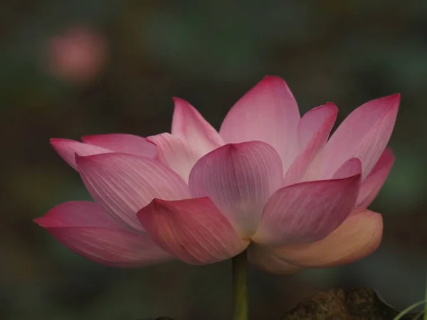 Pétalos Flor Rosa Loto Pétalos Anchos Con Una Punta Puntiaguda — Foto de Stock