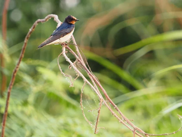 Hirondelle Rousse Oiseaux Sur Les Branches — Photo