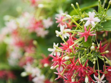 pembe kırmızı çiçek Combretum indicum Rangoon sarmaşık Çin tatlım emzirmek Drunen denizci doğa arka plan çiçeği beyaz