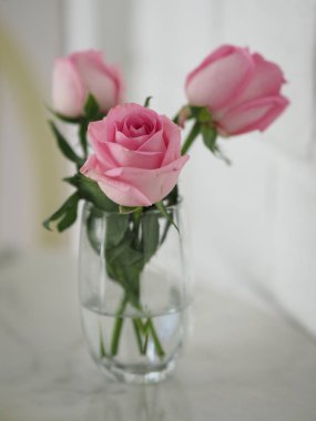 pembe, gül, romance, güzel, çiçek, sembol, aşk 