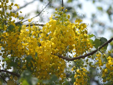 Altın duş ağacı sarı çiçek doğa arka plan