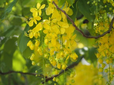 Altın duş ağacı sarı çiçek doğa arka plan