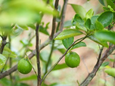 Doğa arka plan limon meyve sebze